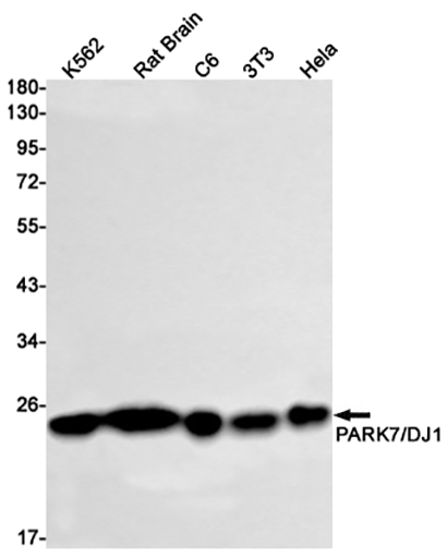 PARK7 (9L2) Rabbit Monoclonal Antibody | 兔单抗 | EnkiLife恩玑生命