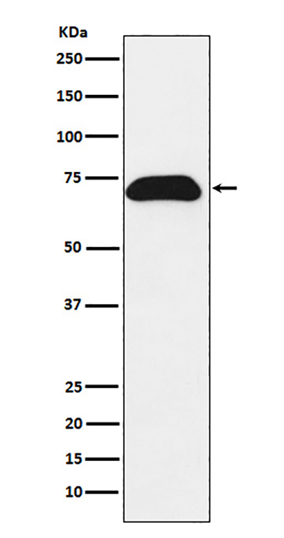 PDZK1 (10M11) Rabbit Monoclonal Antibody | 兔单抗 | EnkiLife恩玑生命