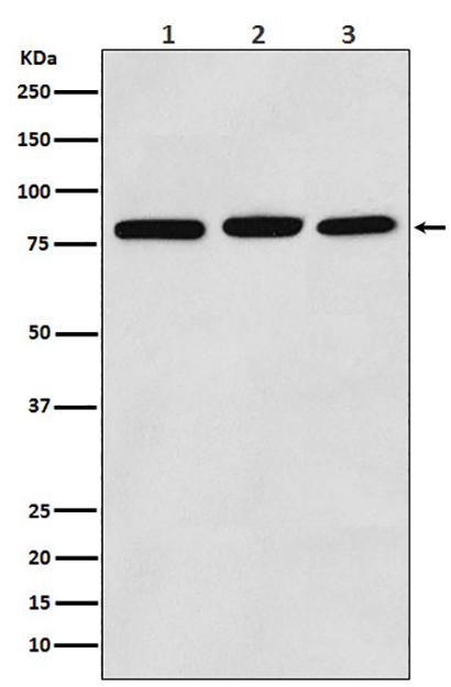 PI3 Kinase p85 alpha (4H15) Rabbit Monoclonal Antibody | 兔单抗 | EnkiLife恩玑生命