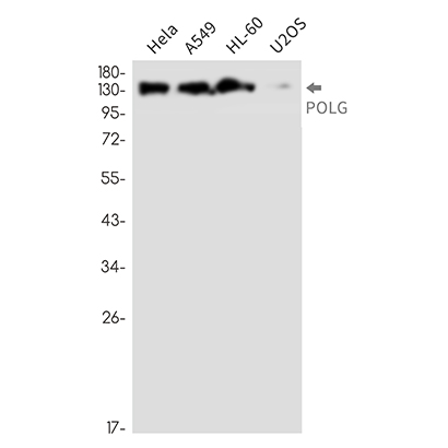 POLG (9R12) Rabbit Monoclonal Antibody | 兔单抗 | EnkiLife恩玑生命