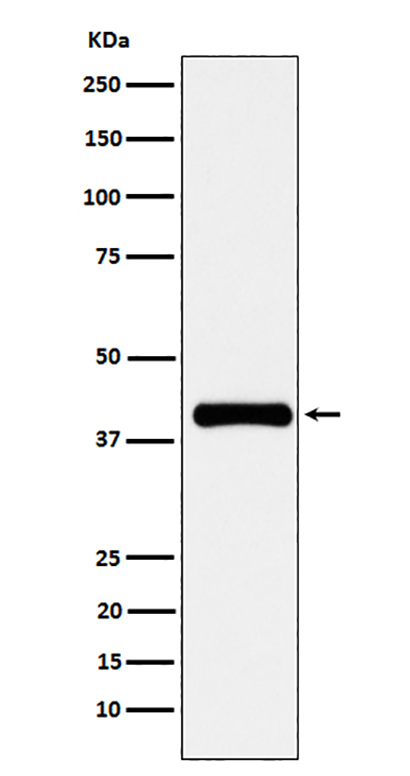 PON1 (19X7) Rabbit Monoclonal Antibody | 兔单抗 | EnkiLife恩玑生命