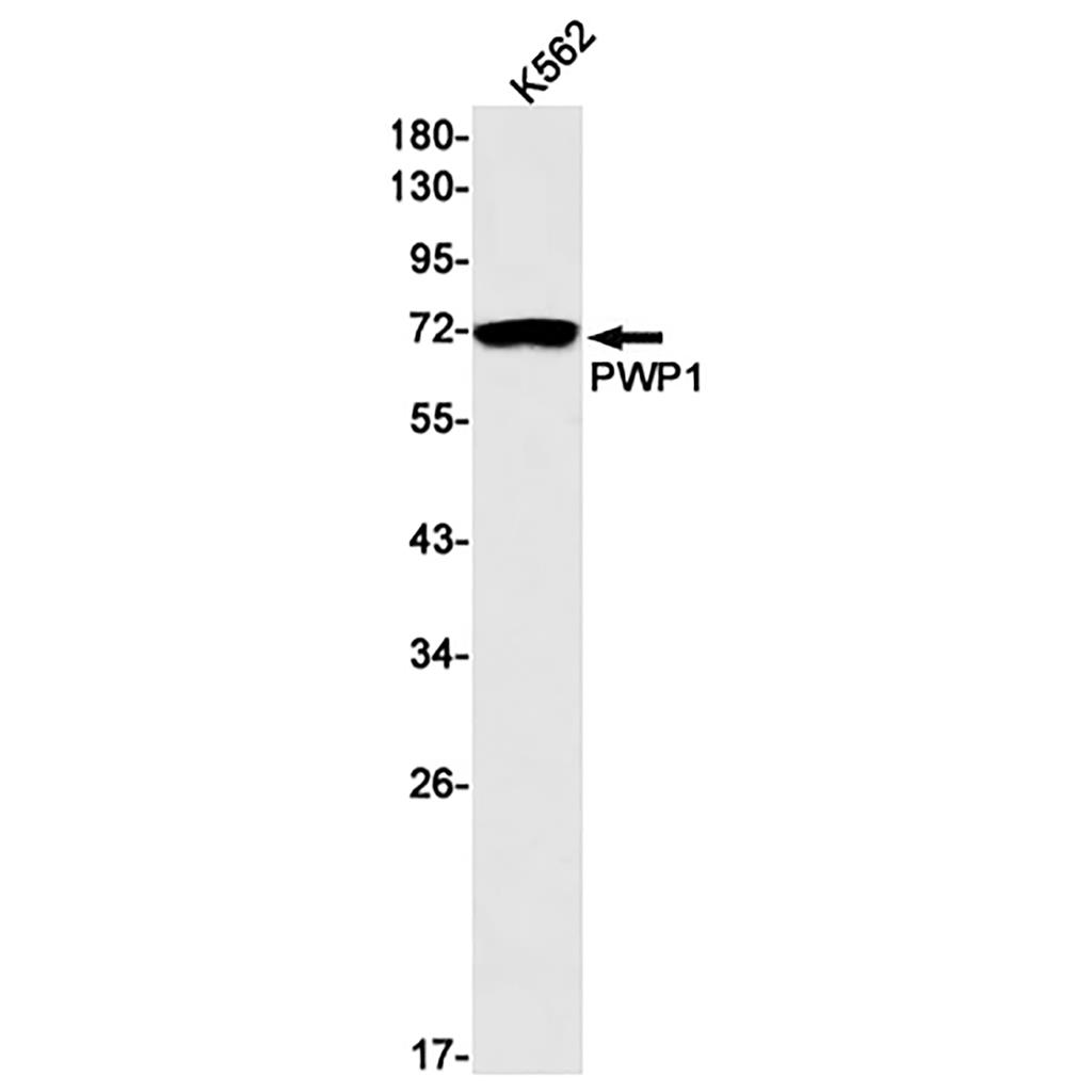 PWP1 (16C6) Rabbit Monoclonal Antibody | 兔单抗 | EnkiLife恩玑生命