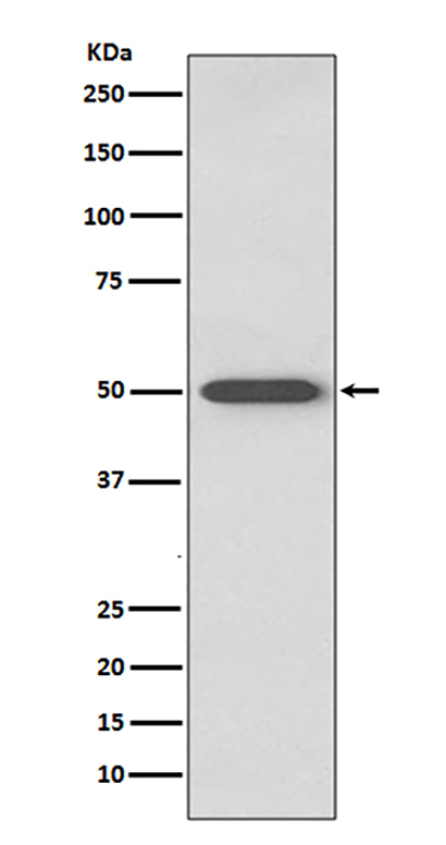 RAGE (1P3) Rabbit Monoclonal Antibody | 兔单抗 | EnkiLife恩玑生命
