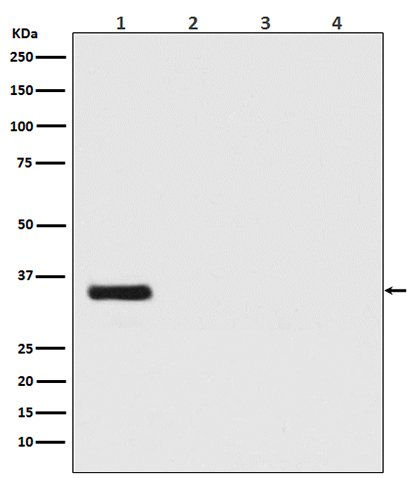 Renilla Luciferase (18F5) Rabbit Monoclonal Antibody | 兔单抗 | EnkiLife恩玑生命