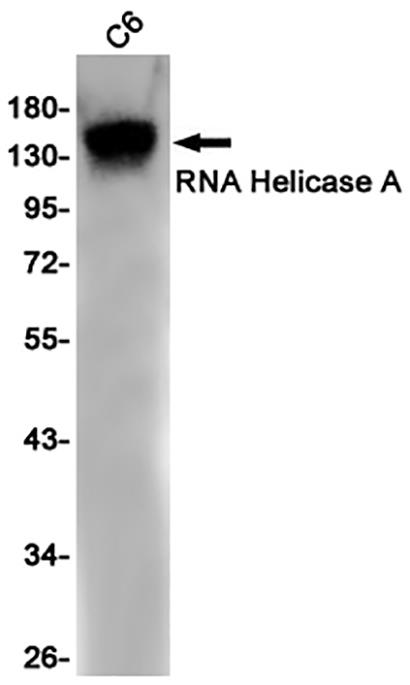 RNA Helicase A (4L3) Rabbit Monoclonal Antibody | 兔单抗 | EnkiLife恩玑生命