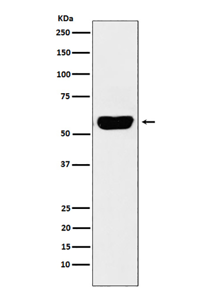 Salivary alpha amylase (5D14) Rabbit Monoclonal Antibody | 兔单抗 | EnkiLife恩玑生命