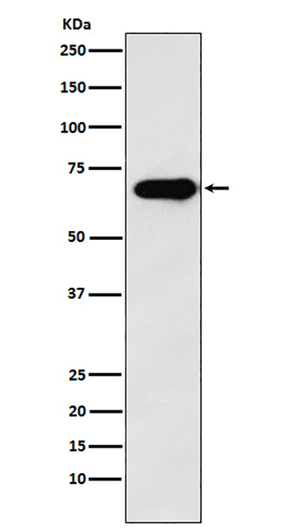 SAM68 (1C18) Rabbit Monoclonal Antibody | 兔单抗 | EnkiLife恩玑生命