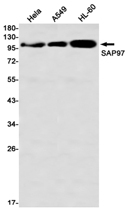 SAP97 (17L12) Rabbit Monoclonal Antibody | 兔单抗 | EnkiLife恩玑生命