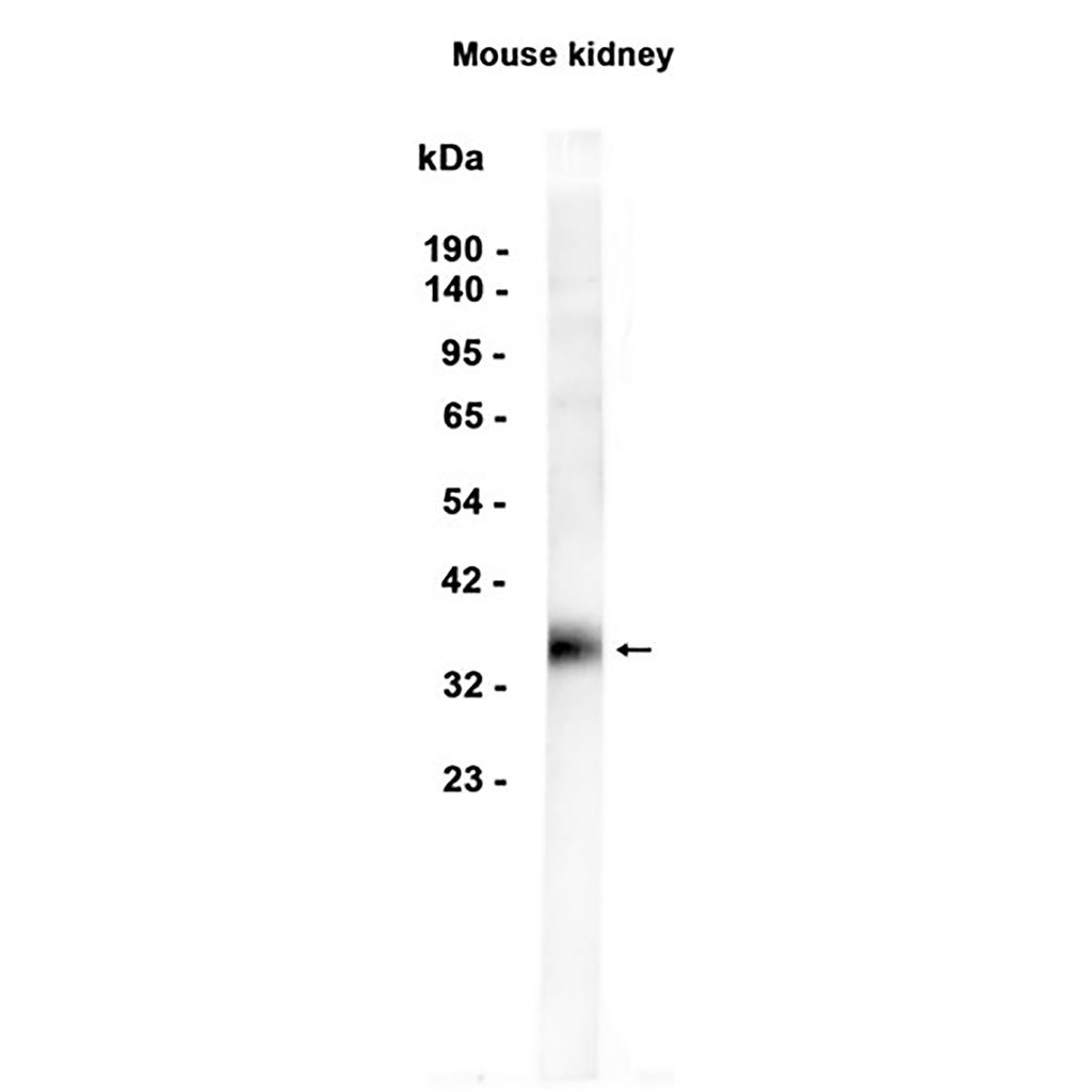 SFRP1 (1U15) Rabbit Monoclonal Antibody | 兔单抗 | EnkiLife恩玑生命