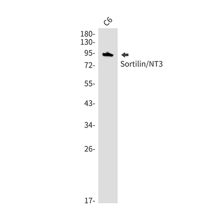 Sortilin (1A13) Rabbit Monoclonal Antibody | 兔单抗 | EnkiLife恩玑生命
