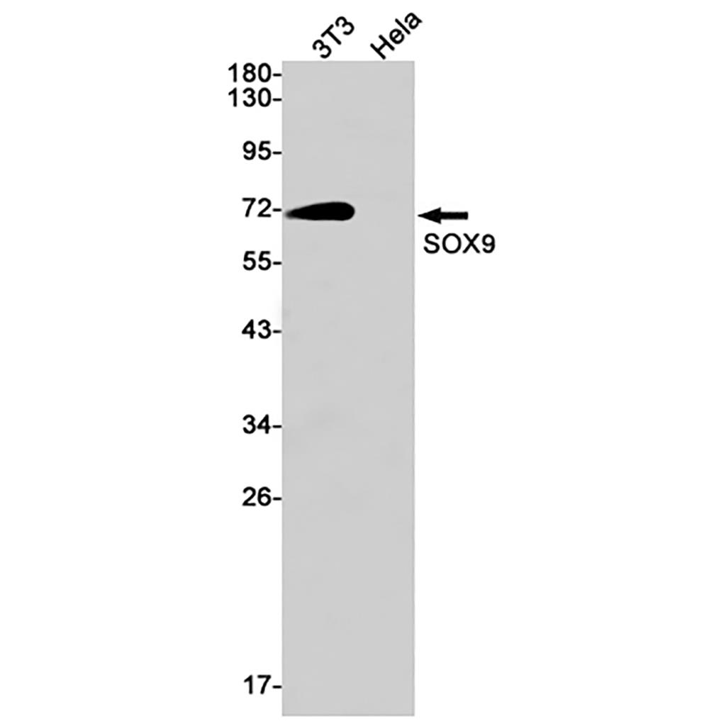 SOX9 (17B14) Rabbit Monoclonal Antibody | 兔单抗 | EnkiLife恩玑生命