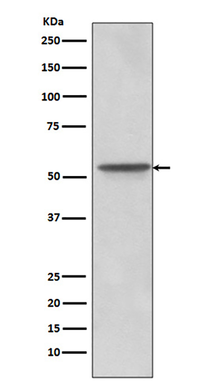 Src  (12F19) Rabbit Monoclonal Antibody | 兔单抗 | EnkiLife恩玑生命