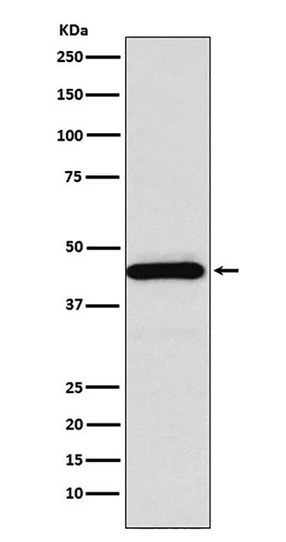 SSTR5 (13S14) Rabbit Monoclonal Antibody | 兔单抗 | EnkiLife恩玑生命