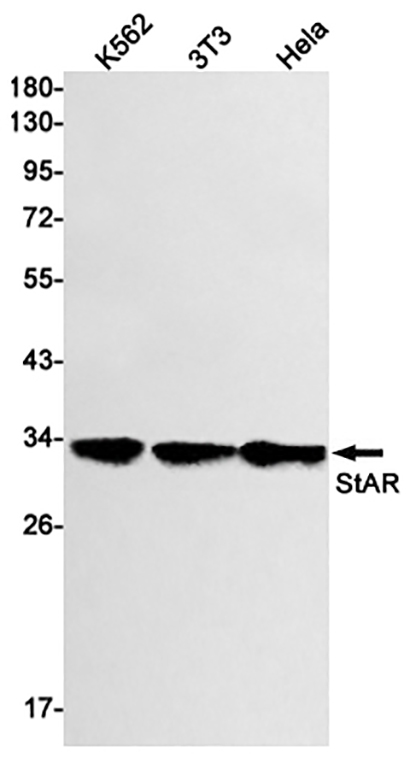 StAR (13D4) Rabbit Monoclonal Antibody | 兔单抗 | EnkiLife恩玑生命