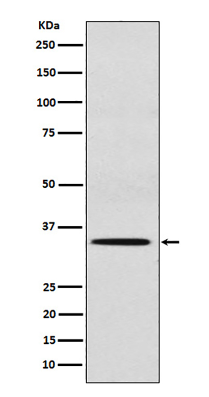 SULT2A1 (5Q7) Rabbit Monoclonal Antibody | 兔单抗 | EnkiLife恩玑生命