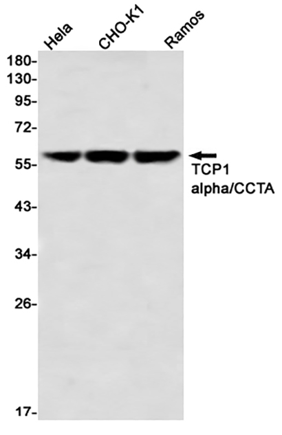 TCP1 alpha (7M19) Rabbit Monoclonal Antibody | 兔单抗 | EnkiLife恩玑生命