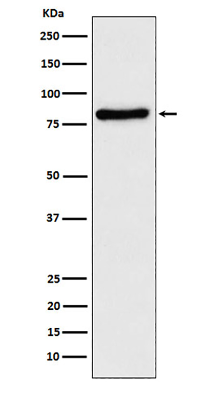 TLE1 (19X14) Rabbit Monoclonal Antibody | 兔单抗 | EnkiLife恩玑生命