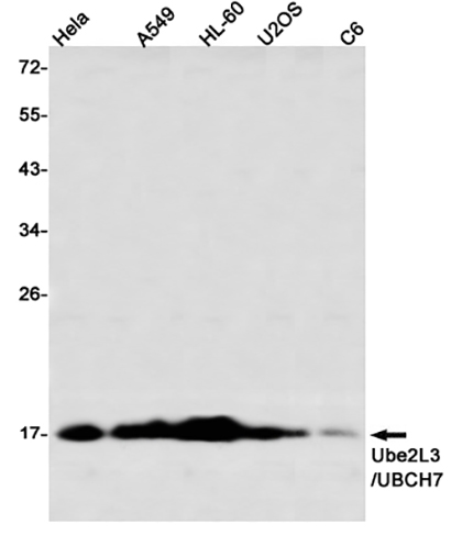 Ube2L3 / UBCH7 (11O13) Rabbit Monoclonal Antibody | 兔单抗 | EnkiLife恩玑生命
