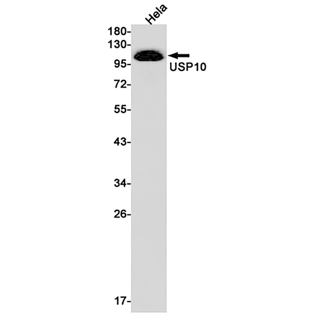 USP10  (19L1) Rabbit Monoclonal Antibody | 兔单抗 | EnkiLife恩玑生命