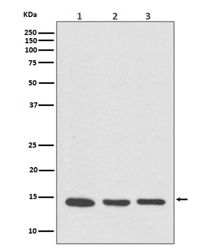 VAMP8 (8R11) Rabbit Monoclonal Antibody | 兔单抗 | EnkiLife恩玑生命
