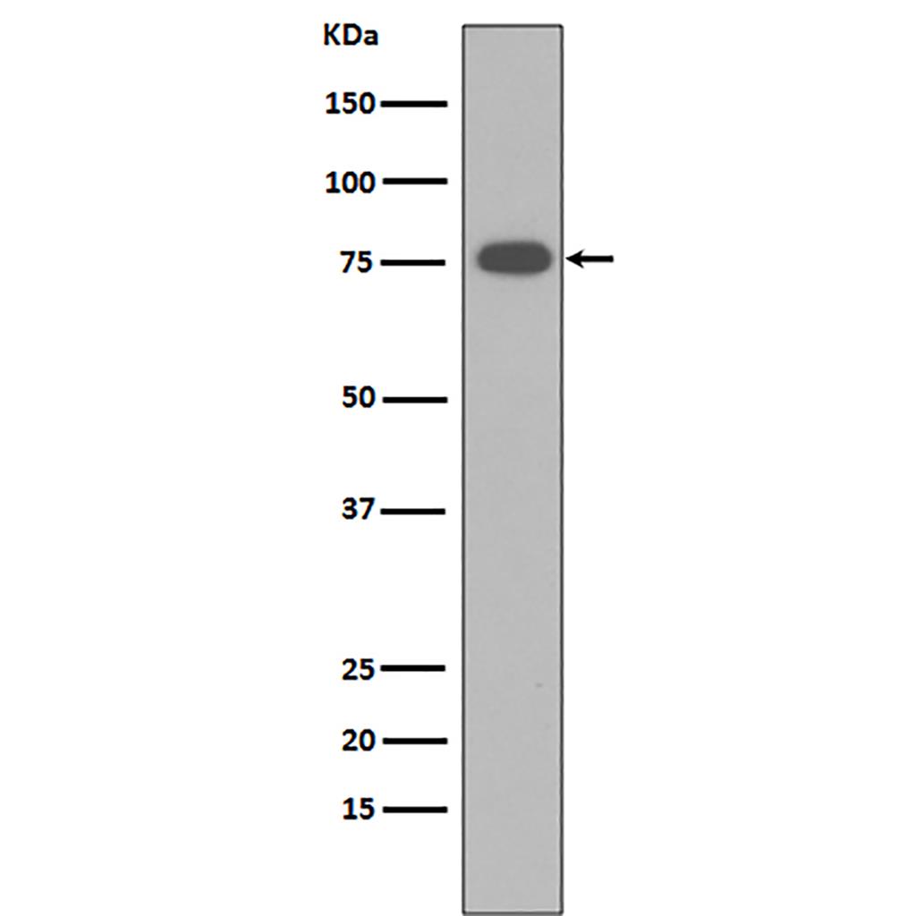 Vitronectin  (1N16) Rabbit Monoclonal Antibody | 兔单抗 | EnkiLife恩玑生命
