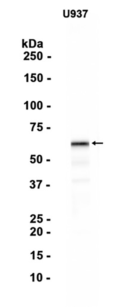 WASP (3Z3) Rabbit Monoclonal Antibody | 兔单抗 | EnkiLife恩玑生命