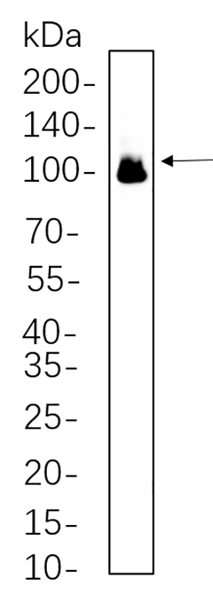 Glutamate Receptor 1 Rabbit Monoclonal antibody | 兔单抗 | EnkiLife恩玑生命