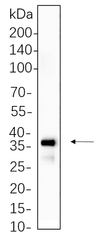 Cleaved N-terminal GSDMD Rabbit Monoclonal antibody | 兔单抗 | EnkiLife恩玑生命