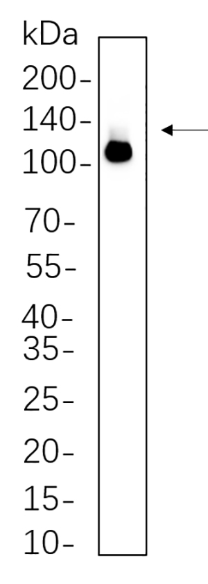 DDX58 Rabbit Monoclonal antibody | 兔单抗 | EnkiLife恩玑生命
