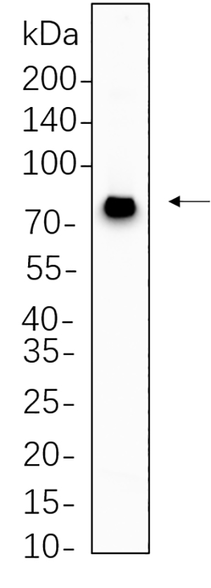 MECP2 Rabbit Monoclonal antibody | 兔单抗 | EnkiLife恩玑生命