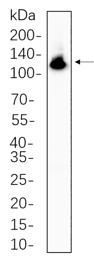 NFkB-p100 Rabbit Monoclonal antibody | 兔单抗 | EnkiLife恩玑生命