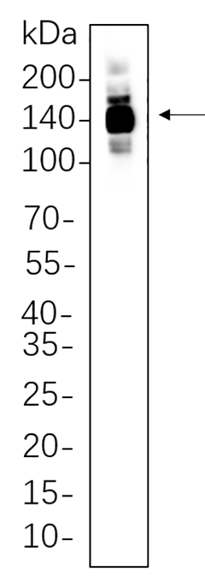 HDAC4 Rabbit Monoclonal antibody | 兔单抗 | EnkiLife恩玑生命