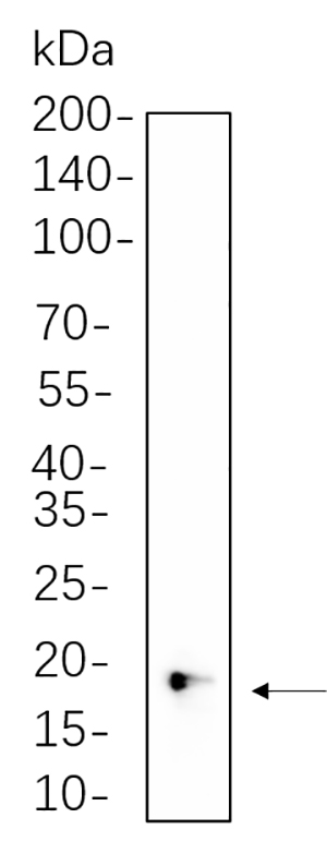 4E-BP1 Rabbit Monoclonal antibody | 兔单抗 | EnkiLife恩玑生命