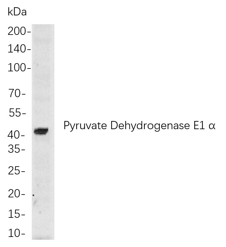 Pyruvate Dehydrogenase E1 α Rabbit Monoclonal antibody | 兔单抗 | EnkiLife恩玑生命