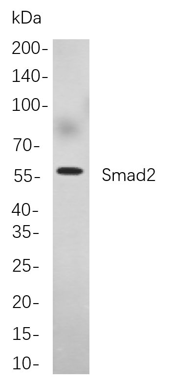 Smad2 Rabbit Monoclonal antibody | 兔单抗 | EnkiLife恩玑生命