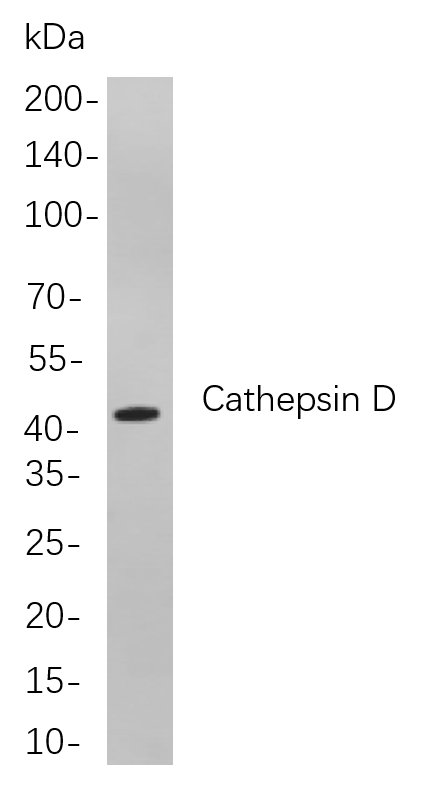 Cathepsin D Rabbit Monoclonal antibody | 兔单抗 | EnkiLife恩玑生命