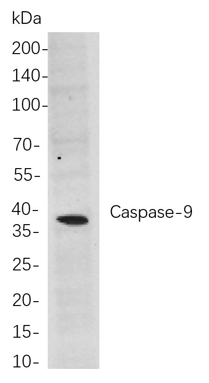 Caspase-9 Rabbit Monoclonal antibody | 兔单抗 | EnkiLife恩玑生命