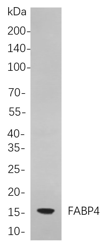 FABP4 Rabbit Monoclonal antibody | 兔单抗 | EnkiLife恩玑生命
