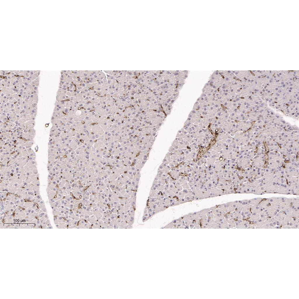FABP4 Rabbit Monoclonal antibody | 兔单抗 | EnkiLife恩玑生命