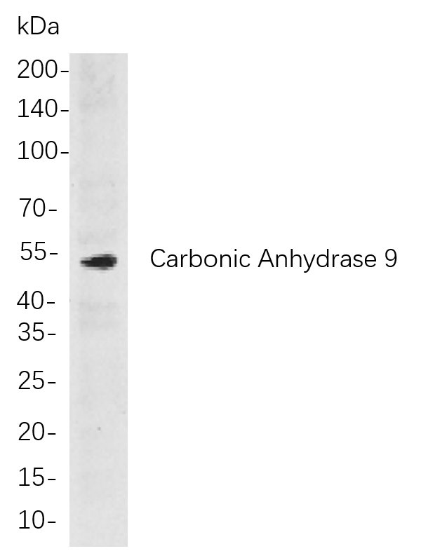 Carbonic Anhydrase 9 Rabbit Monoclonal antibody | 兔单抗 | EnkiLife恩玑生命
