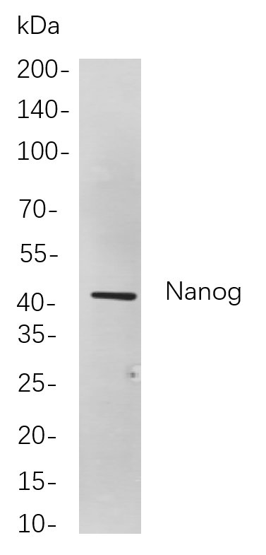Nanog Rabbit Monoclonal antibody | 兔单抗 | EnkiLife恩玑生命