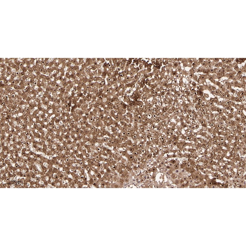 Lactate Dehydrogenase Rabbit Monoclonal antibody | 兔单抗 | EnkiLife恩玑生命