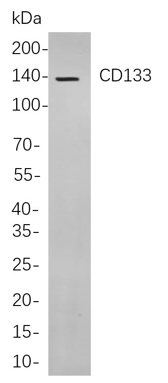 CD133 Rabbit Monoclonal antibody | 兔单抗 | EnkiLife恩玑生命