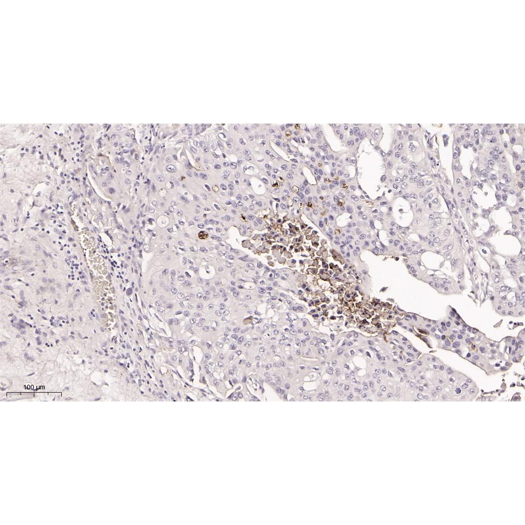 CD133 Rabbit Monoclonal antibody | 兔单抗 | EnkiLife恩玑生命