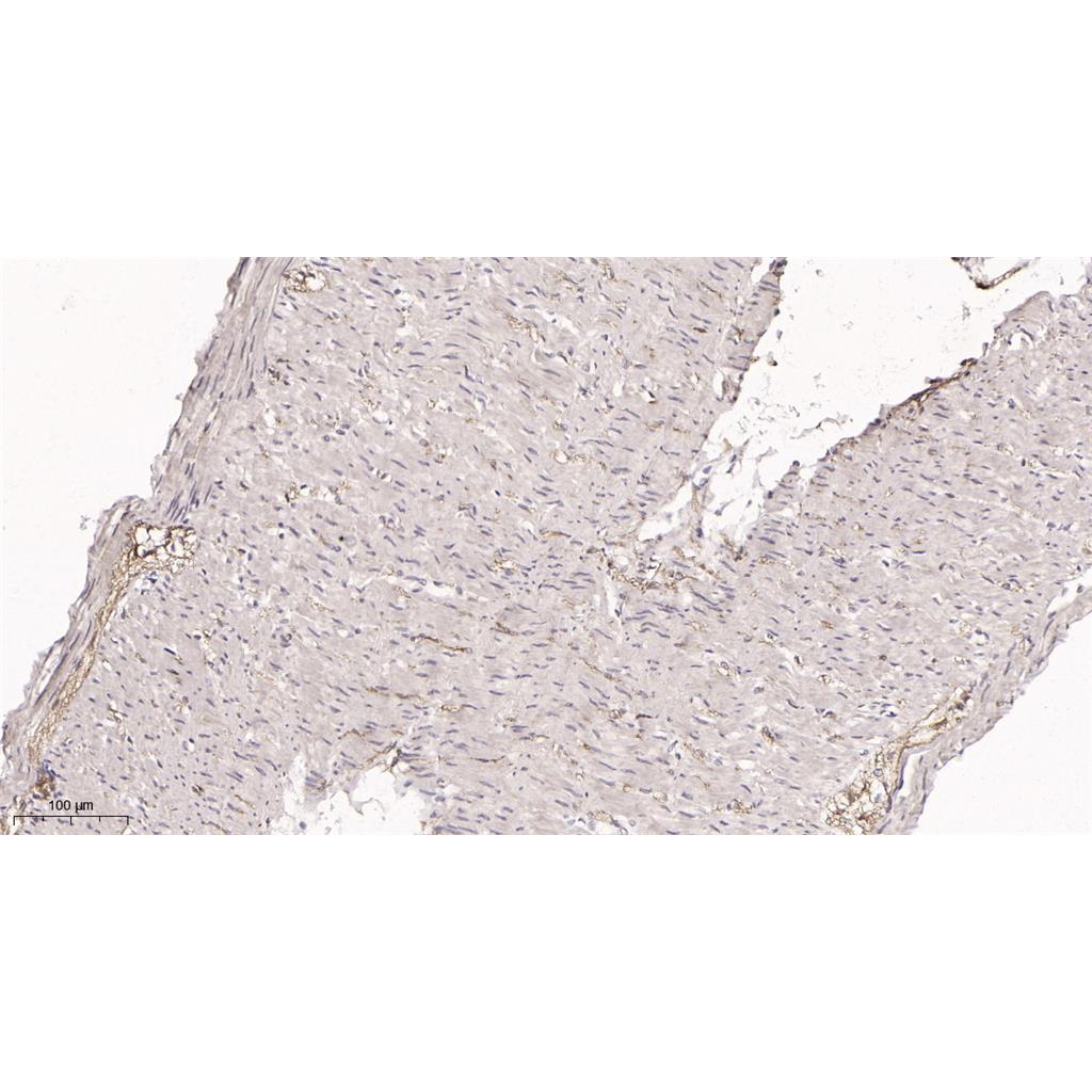 Cyclin E1 Rabbit Monoclonal antibody | 兔单抗 | EnkiLife恩玑生命