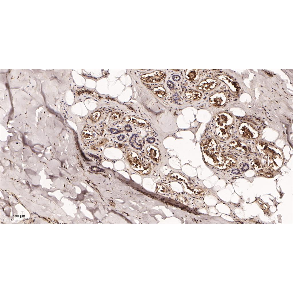 Collagen III Rabbit Monoclonal antibody | 兔单抗 | EnkiLife恩玑生命