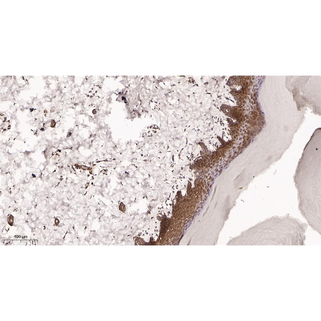 Collagen III Rabbit Monoclonal antibody | 兔单抗 | EnkiLife恩玑生命