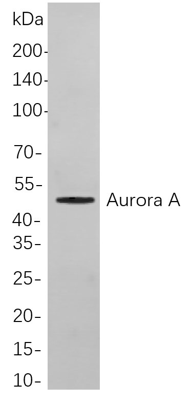 Aurora A Rabbit Monoclonal antibody | 兔单抗 | EnkiLife恩玑生命