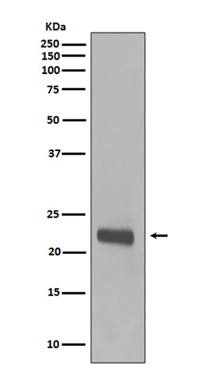 Caveolin 1 Rabbit Polyclonal Antibody | 兔多抗 | EnkiLife恩玑生命