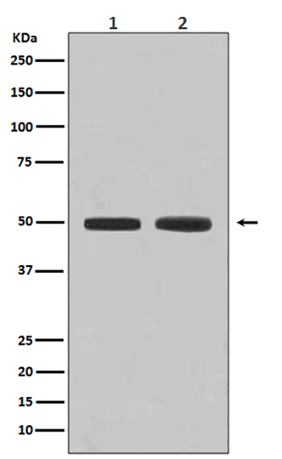 Flotillin 1 Rabbit Polyclonal Antibody | 兔多抗 | EnkiLife恩玑生命